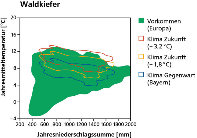 Vorkommen der Waldkiefer heute als dunkelgrüne Fläche und mit dem Klima von heute und in der Zukunft bei wahlweise 1,8 und 3,2 Grad Erwärmung schematisch dargestellt.