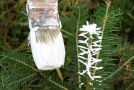 Spitze eines Nadelbaumes wird mit weißer Farbe angepinselt