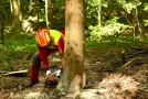 Waldarbeiter fällt eine Fichte