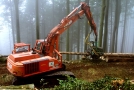 Forstspezialmaschine auf Kettenfahrgestell mit einem Greifarm bearbeitet einen Holzstamm