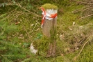 Grenzstein im Wald, daneben ein Holzpfosten mit Absperrband