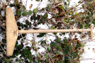 Rechenähnlichen Werkzeug aus Holz zwischen verschneiten Brombeeren