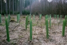 Plastikhüllen schützen Stämme junger Bäume