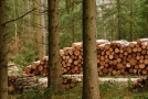 Mehrere Holzpolter verschiedener Größen gestapelt an einem Waldweg