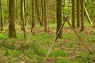 Zaun aus Draht, gestützt durch gekreuzte Holzlatten im Wald