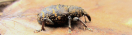 Großer Brauner Rüsselkäfer auf einem Blatt (Foto: I. Wolf)