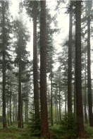 Wald aus Nadelgehölzen durchzogen von Nebel