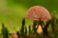 Pilz auf Waldboden