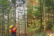 Teilbild 1: Waldarbeiter sägt mit einer Stabsäge Äste ab, Teilbild 2: Baum dessen Äste im unteren Stammbereich entfernt wurden