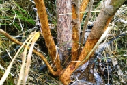 Bodennahe Nageschäden am Austrieb eines jungen Baumes