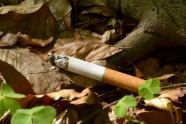 Halb abgebrannte Zigarette auf dem Waldboden