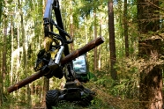 Forstspezialmaschine mit Baumstamm im Sägekopf auf einer Rückegasse