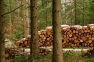 Mehere Holzpolter verschiedener Größen an einer Waldstraße (Foto: J. Böhm)