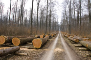 An einem Forstweg liegen an beiden Seiten aufgereite Holzstämme