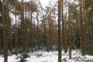 Verschneiter Kiefernwald mit zahlreichen abgebrochenen Bäumen