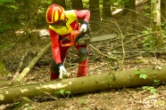 Waldarbeiter misst eine gefällte Fichte mit dem Maßband ab