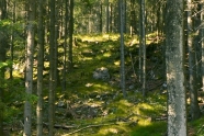Mehrere Meter breite Linie ohne Bäume im Fichtenwald
