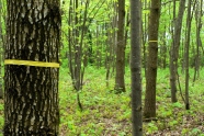 Eng zusammenstehende Baumstämme, teilweise mit gelben Band markiert
