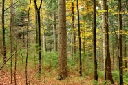Wald aus kleinen und großen Bäumen verschiedener Baumarten 