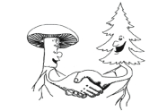 Zeichnung eines Pilzes und eines Baumes die sich die Hand reichen