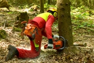 Waldarbeiter schneidet mit Motorsäge eine Fichte um (Foto: J. Böhm)