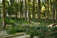 Abschnitte von Holzstämmen liegen zu Stapeln zusammengefasst im Wald 