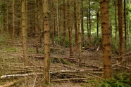 Zersägte Bäume in einem wenige Jahren alten Fichtenwald