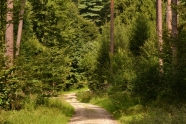 Schotterweg im Wald