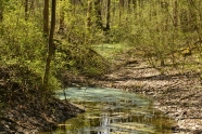 Kleiner Wassertümpel im Wald