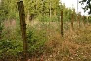 Zaun aus Drahtgeflecht mit Holzpfosten um eine Fläche junger Bäume