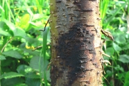 Stamm eines Baumes mit schwarzen Schleimfluss
