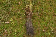 Zu einem Bündel zusammengeschnürte Buchenpflanzen liegen auf dem Waldboden