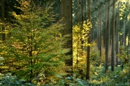 Fichtenwald mit jungen Buchen wird von Lichtstrahlen durchflutet