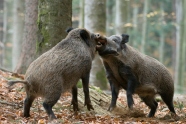 Zwei Wildschweine begegnen sich im Wald