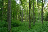 Wald aus Eschen