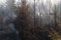 Junger Wald nach einem Brand. Rauch steigt noch auf (Foto: G. Brehm)