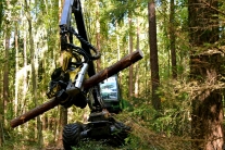 Forstspezialmaschine mit Baumstamm im Sägekopf (Foto: J. Böhm)