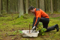 Ein Waldbarbeiter bei der Pflanzung im Wald (Foto: J. Böhm)
