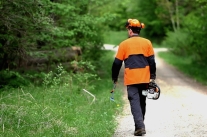 Waldbesitzer in Schutzausrüstung und mit Motorsäge auf dem Weg in den Wald (Foto: StMELF)