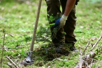 Ein Waldbarbeiter pflanzt eine Tanne (Foto: StMELF)
