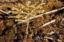 Vetrocknete Fichte auf einem ausgetrockneten Waldboden (Foto: J. Böhm)