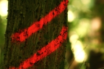 Zwei mit Sprühfarbe aufgebrachte rote Streifen an einem Baum (Foto: N. Maushake)