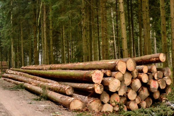 Forstarbeiter Holzernte-Tipps: Holzernte mit der richtigen Technik am  Steilhang und Ernte bei Frost