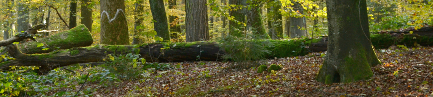 Waldbild aus Nadel- und Laubbäumen und liegenden Holzstämmen