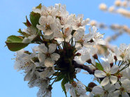 Kirschblüte (Foto: V. Binner)