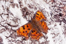Rot-oranger Schmetterling auf Birkenrinde (Foto: Gero Brehm/AELF FFB)