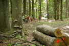 Kinder und Erwachsene laufen durch Laubwald mit Biotopbäumen; im Vordergrund Holzpolter