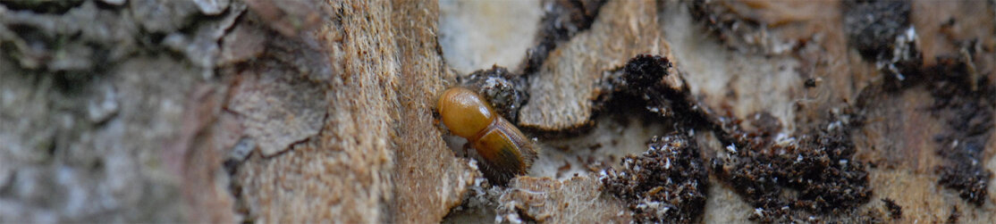 Buchdrucker (Ips typographus) (Foto: Florian Stahl)