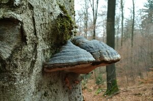 Großer Baumpilz an Buche