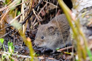 Erdmaus